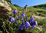 21 Campanula di Scheuchzer (Campanula scheuchzeri)